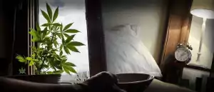 Unkraut verbessert die Schlafqualität