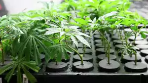 aeroponický systém a rostliny konopí