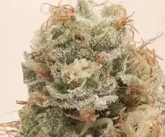 Cannabis Banshee buds