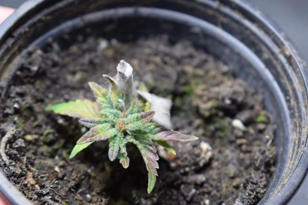the mould on a small cannabis plant