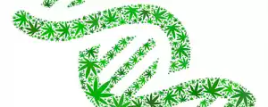 cannabis blätter und dna