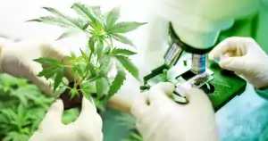 Cannabispflanze und Säuren