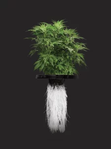 rostlina konopí a kořeny v aeroponickém květináči