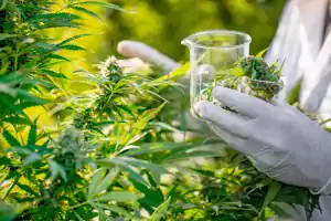 Cannabispflanze und Wissenschaft