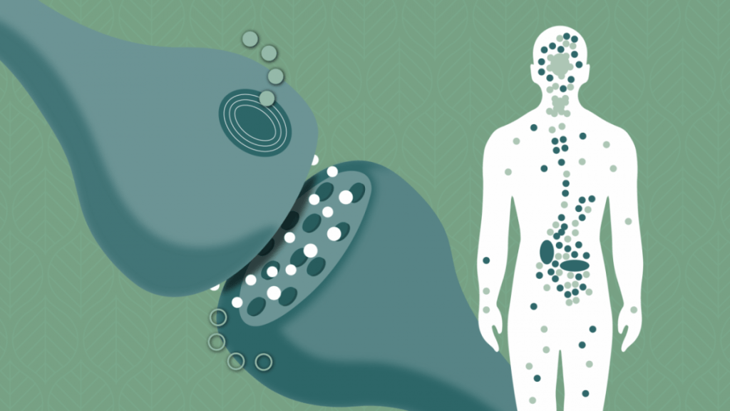 Endocannabinoid system and the neural connection