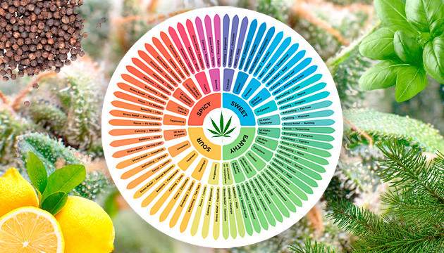 Liste der Terpene nach ihrer Zugehörigkeit