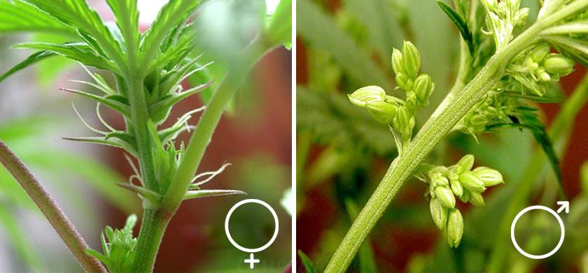 female vs male marijuana