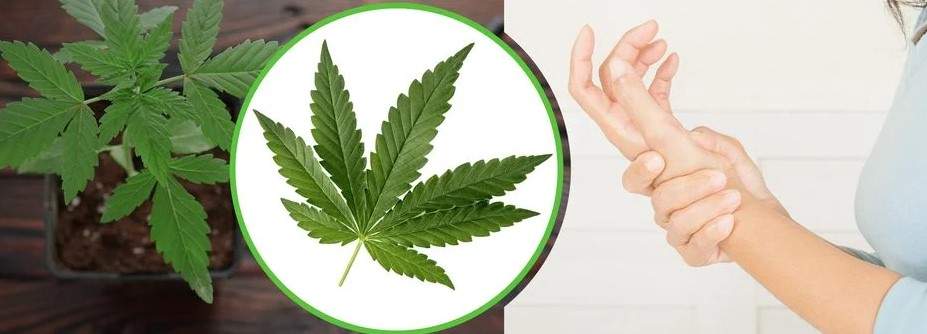 cannabis against lupus