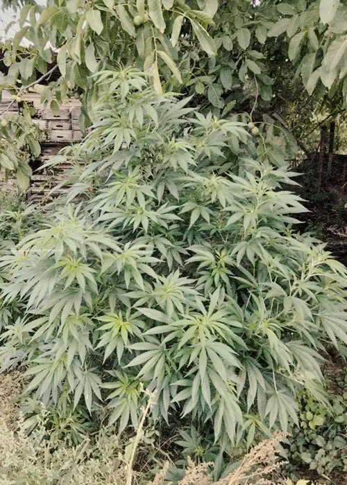 Megaton cannabis seeds grow report plant image