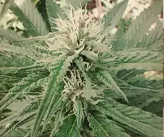 Megaton cannabis seeds grow report plant image