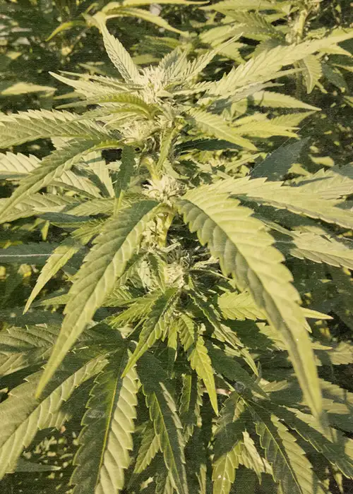 Paradox cannabis seeds plant grow report