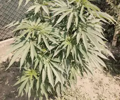 Paradox cannabis seeds plant grow report