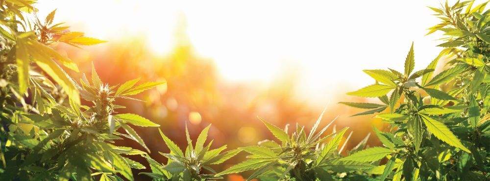 sonnentag-und-kannabis-pflanzen