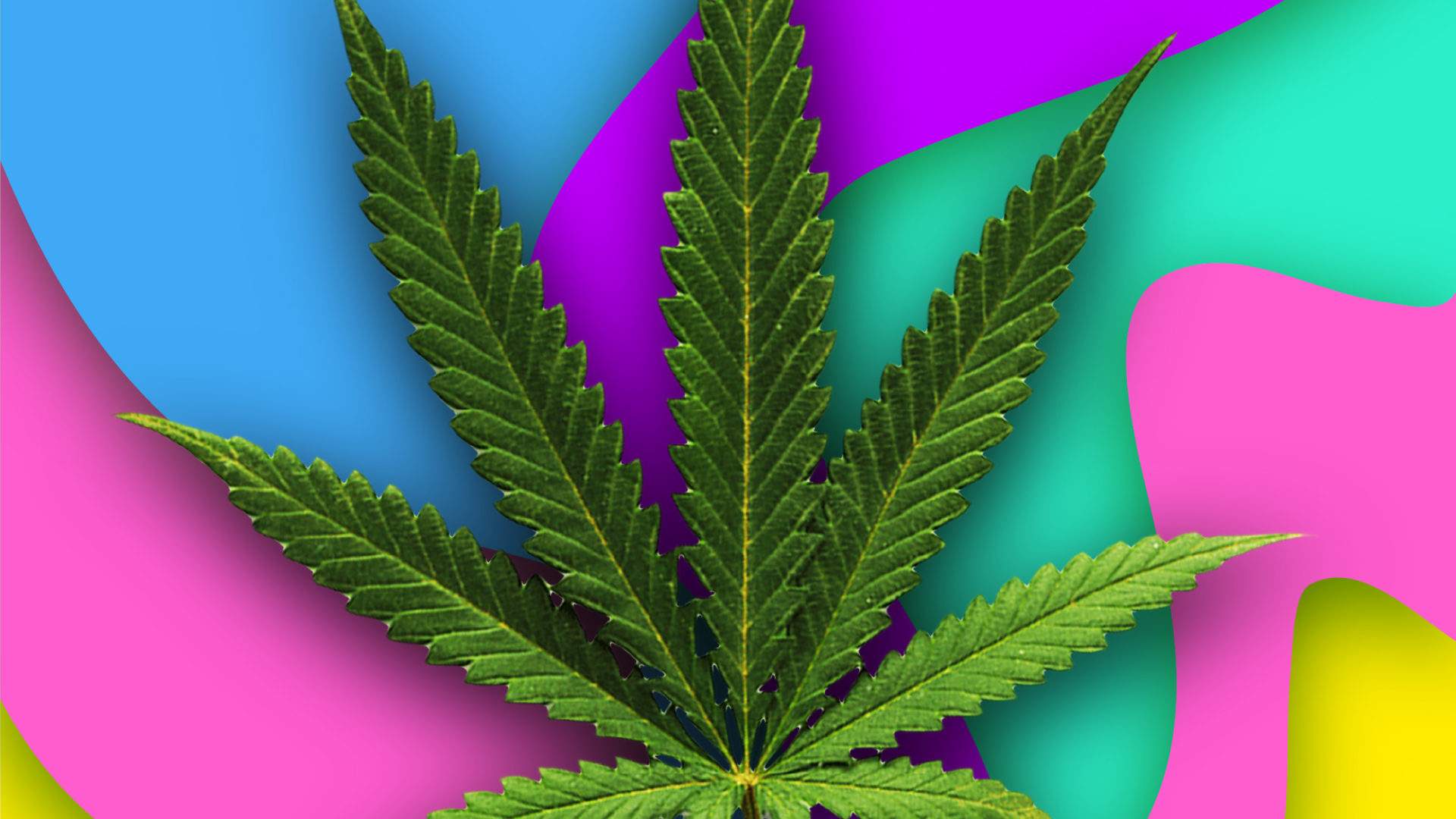 cannabis leave and colourful background