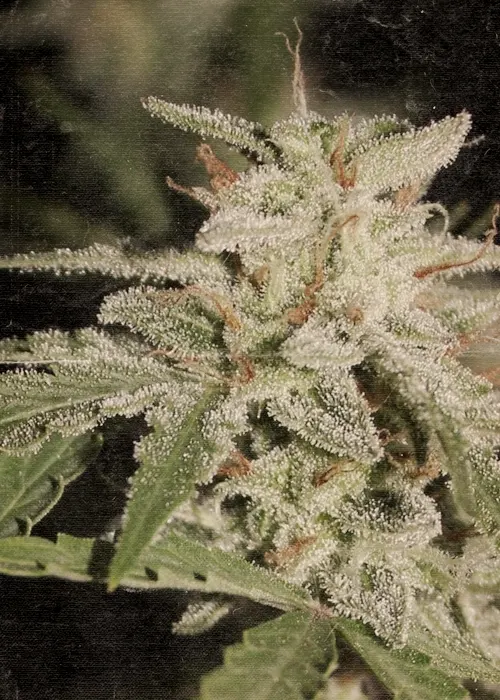 Tokamak cannabis plant buds by nuka seeds