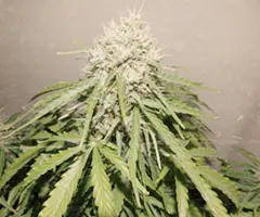 Tokamak cannabis plant buds by nuka seeds