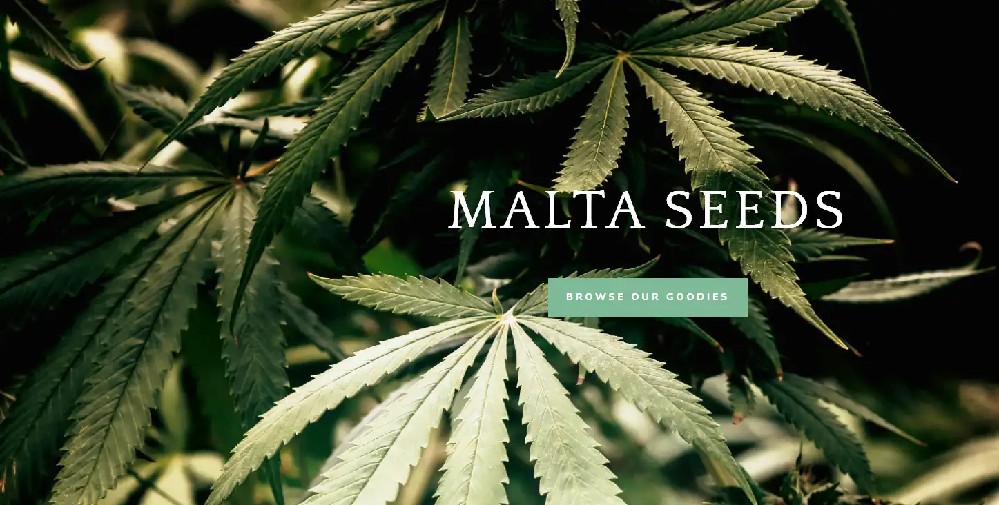 Featured image for “Maltaseeds.org is the first seller of Nukaseeds cannabis seeds in Malta!”