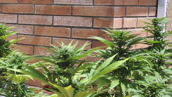 samonakvétací rostliny marihuany u zdi