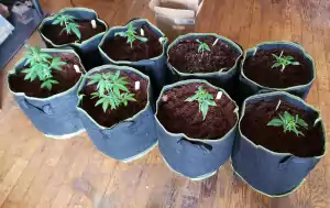 textilní květináče a samonakvétací rostliny