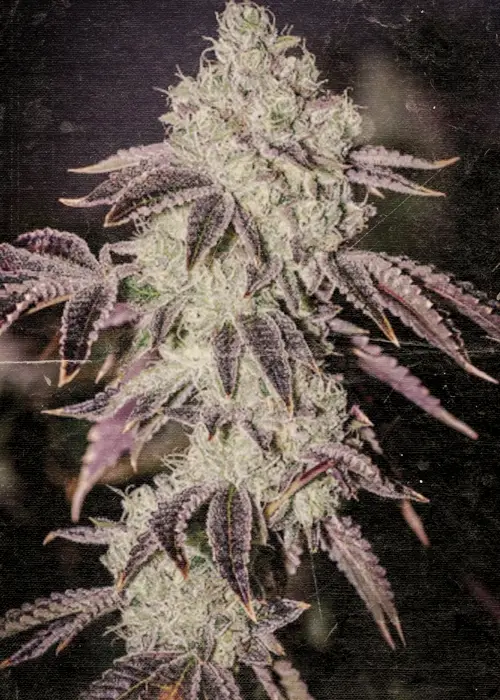 Automaton cannabis plant from Nuka Seeds