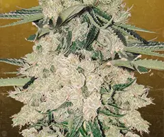 Babayaga cannabis plant from Nuka Seeds
