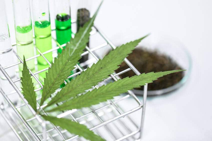 Cannabisblatt in einem Labor