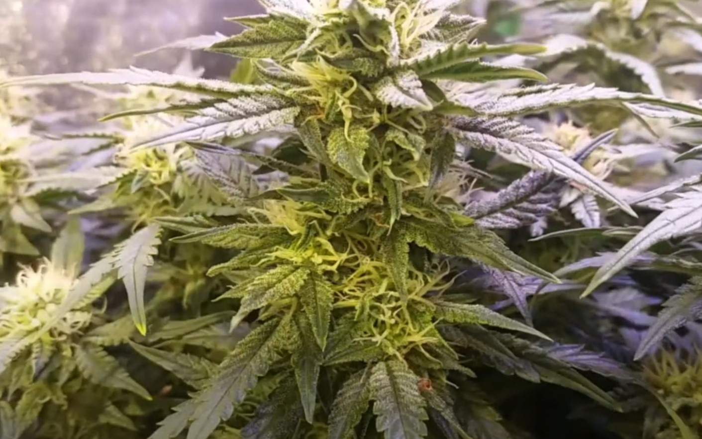 Nice cannabis plant