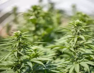 krásné zdravé samonakvétací rostliny konopí