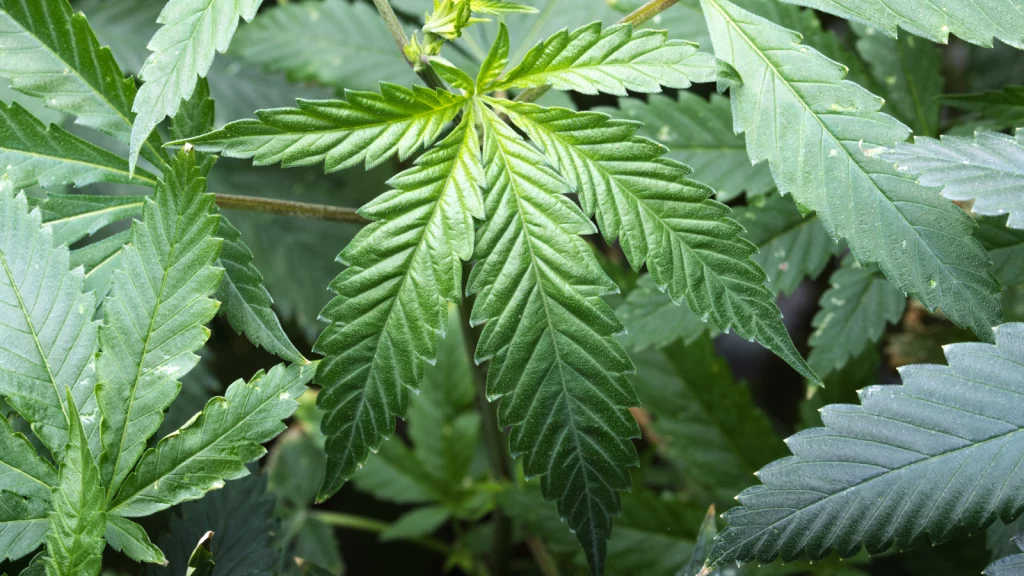 hybridní vějířovitý list