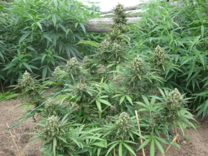 samonakvétací rostlina konopí mega výnos