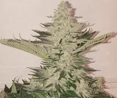 Polaris cannabis plant from Nuka Seeds