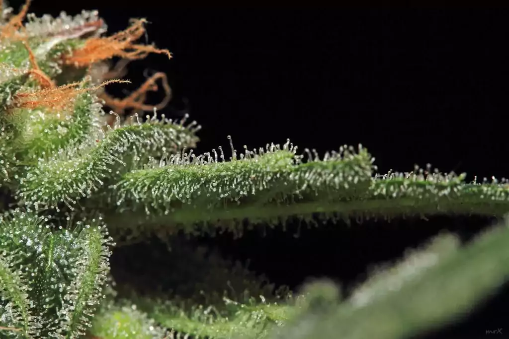 bližší pohled na terpeny na květu