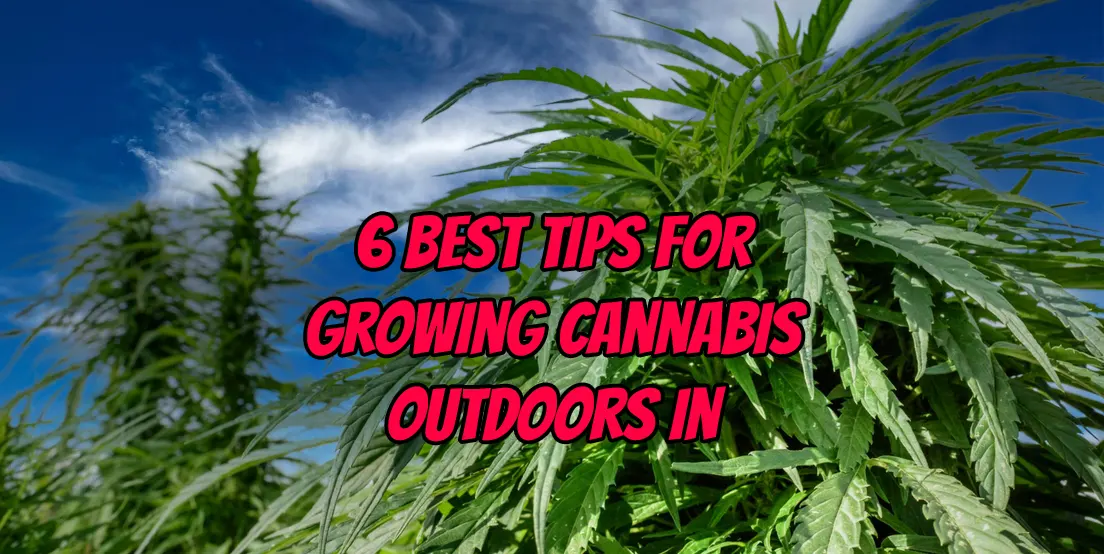 Top 6 tips for growing cannabis outdoors in summer