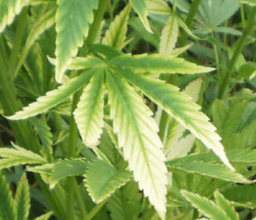 Kaliummangel im Spätstadium auf Hanfblättern