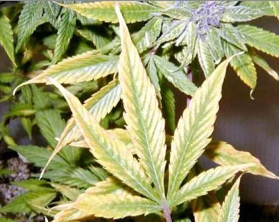 Magnesiummangel durch Marihuana-Blätter