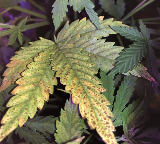 Manganmangel in einem Marihuana-Blatt