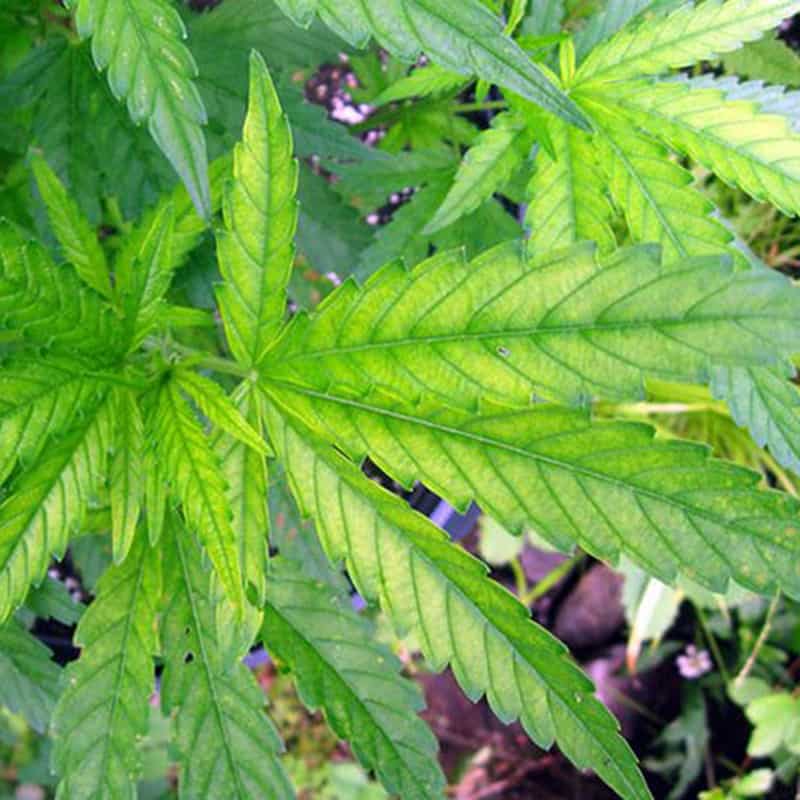 Schwefelmangel bei Marihuana-Blättern