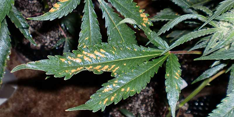 Bor-Mangel auf dem Marihuana-Blatt
