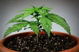 cannabis plant after watering