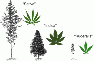 Nukaseeds Cannabis plant species