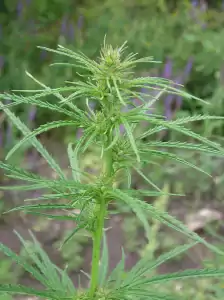 Nukaseeds cannabis ruderalis plant