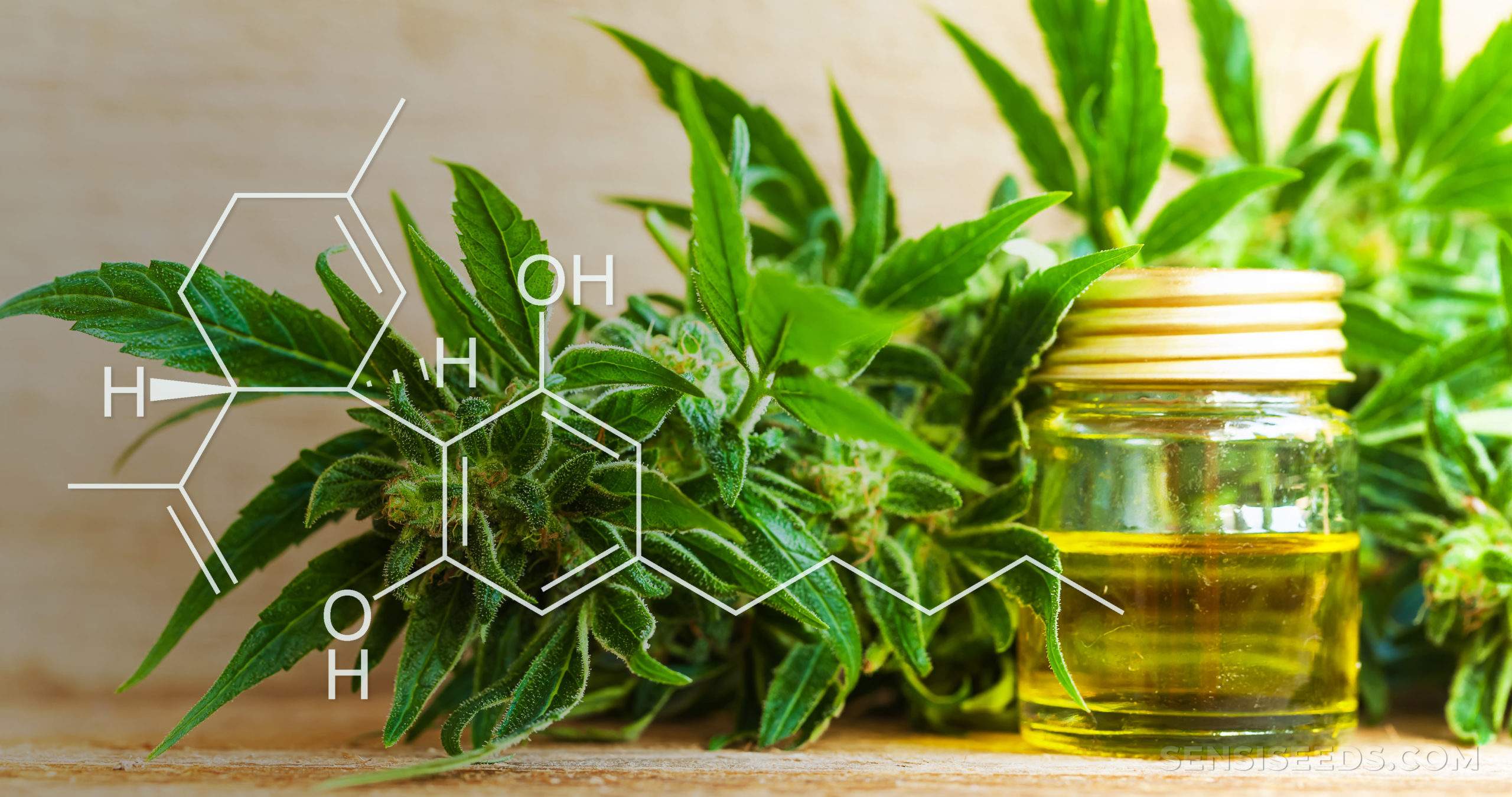 Featured image for “What is CBD and what is it used for?”
