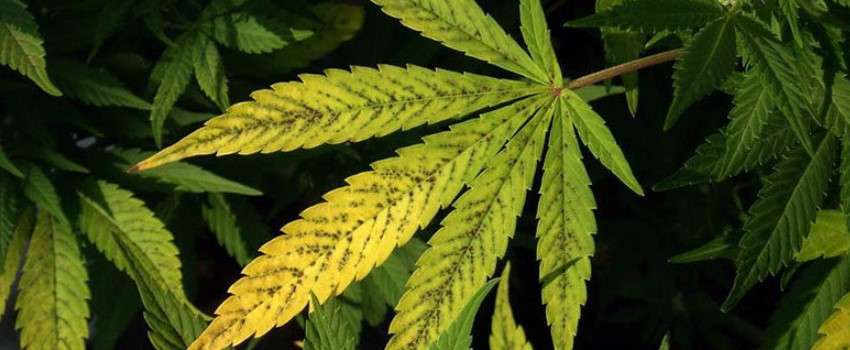 Kupfermangel bei Marihuana-Pflanzen