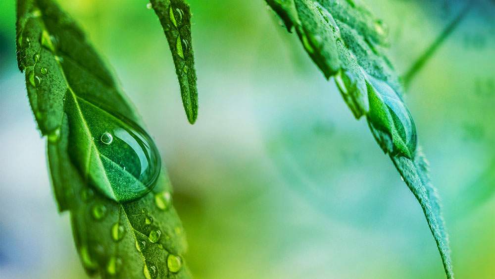 drop-of-water-on-cannabis-leaf-nukaseeds