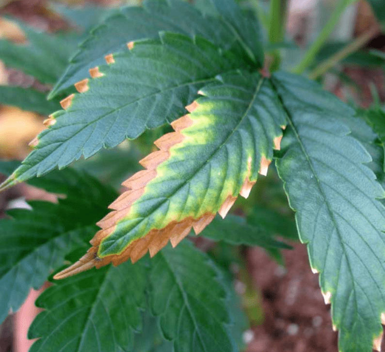 Frühstadium des Kaliummangels am Cannabisblatt