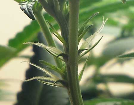 female sex marijuana plants