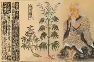 Nukaseeds first records of cannabis treatment