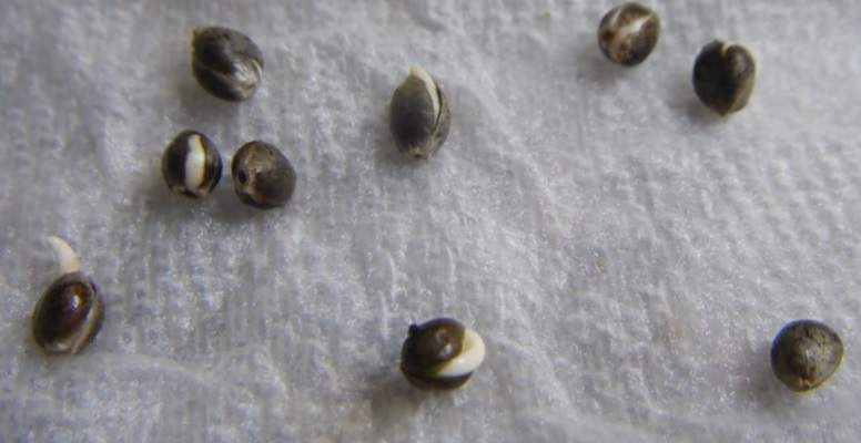 Keimung von Cannabissamen außerhalb des Bodens