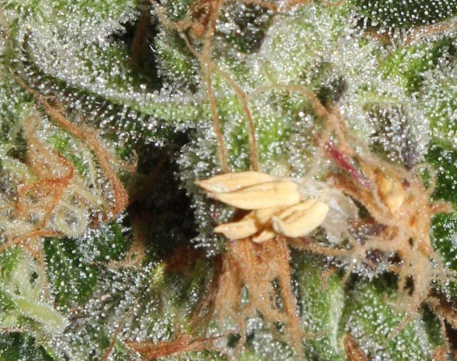 detail marijuana bud