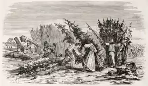 Nukaseeds harvesting hemp a hundred years ago